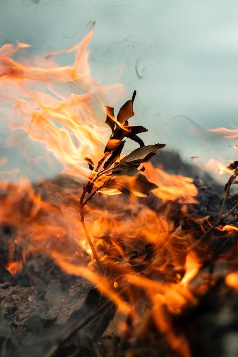 Bushfire - flames engulfing leaves