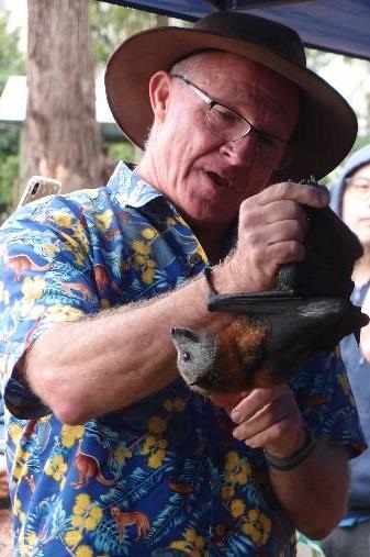 Person holding Grey-headed Flying Fox in hands