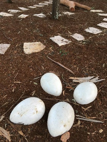 Eggs