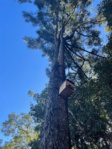 Possum Nest Box