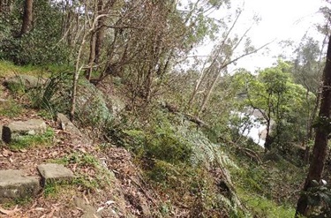 Bushwalk