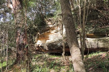 Bushwalk