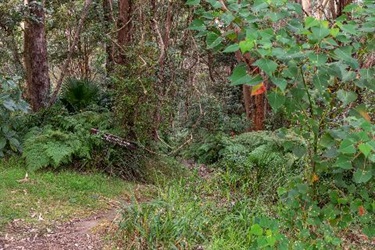 Bushland Park track entrance.