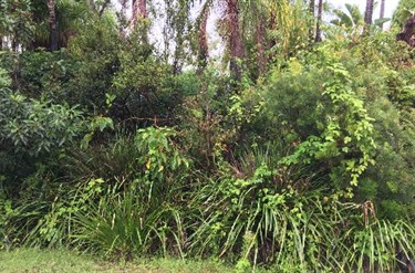 Coronation Viewpoint vegetation