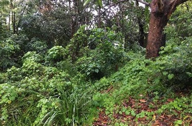 Coronation Viewpoint shrubbery