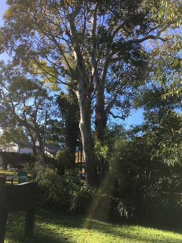 Blue Gum