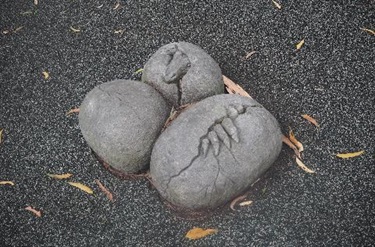 Dinosaur eggs