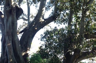 Leemon Reserve fig trees