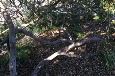 bush