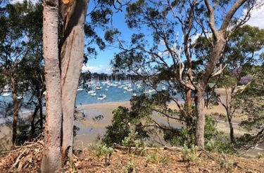 Bush and river view