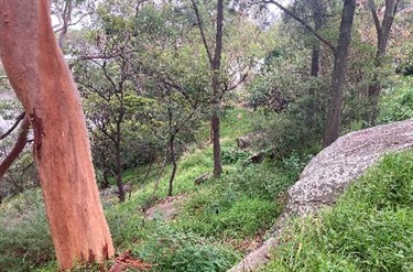 Bushland
