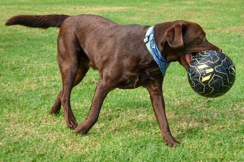 Dog with ball