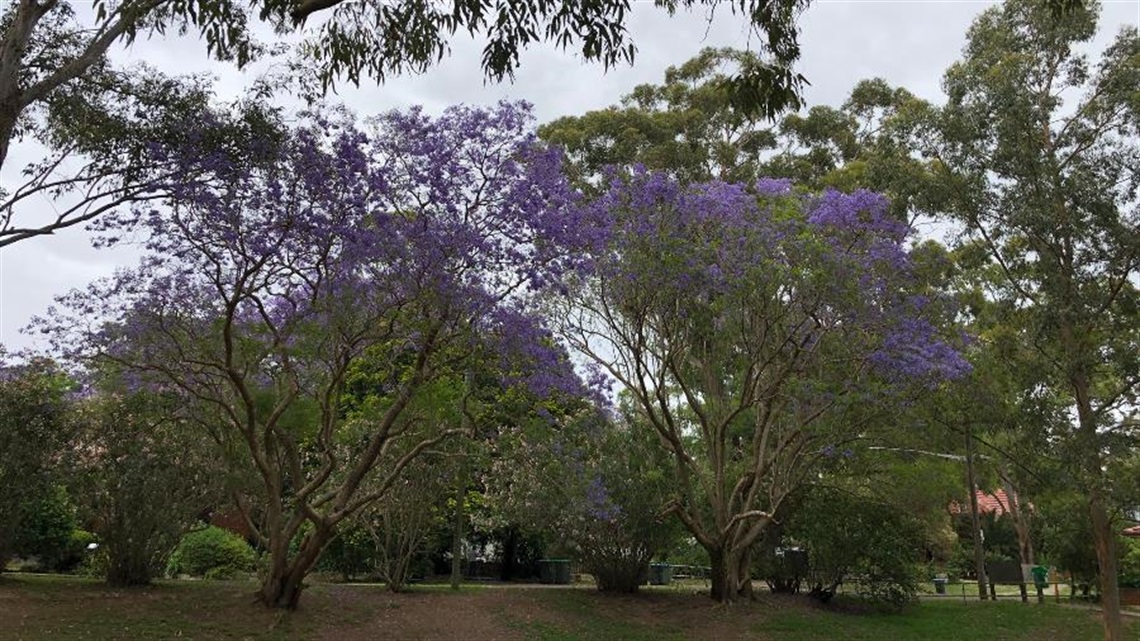 Jacaranda trees at Stringybark Reserve