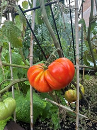 hughes park community garden 2.jpg