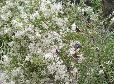 Black butterflies on white flowering shrub