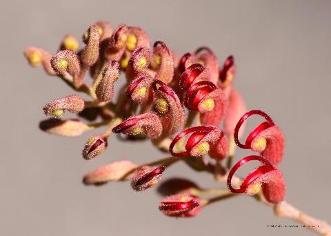 Grevillea