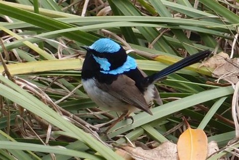 Fairy wren on Lomandra