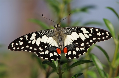 Chequered-Swallowtail-Deane-Lewis.jpg