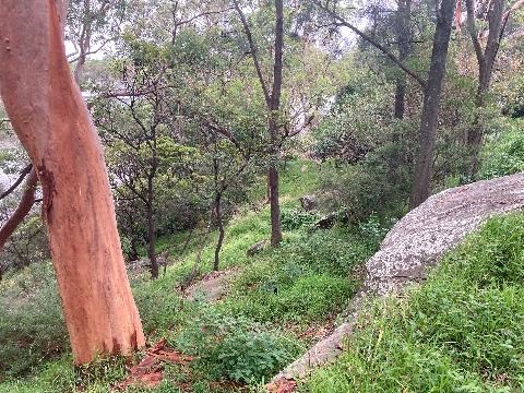 Site photo with trees and sandstone