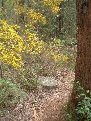 Understorey flowers and track 