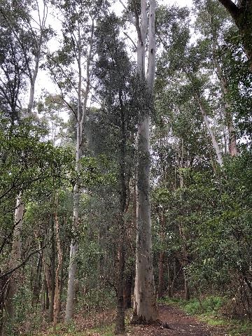 Blue Gum tree