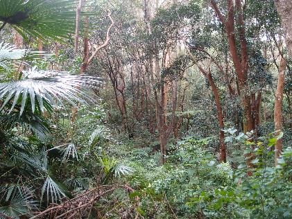 Rainforest vegetation along Gore Creek