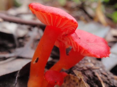 Bright red fungi caps