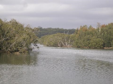 Fringing mangroves at Cunninghams reach
