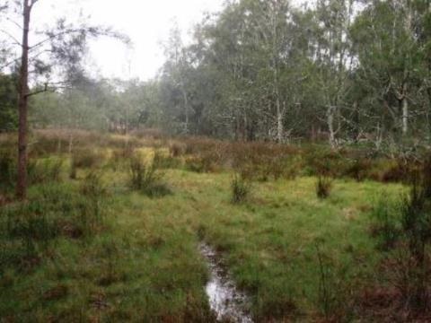 Area of saltmarsh next to Lane Cove River
