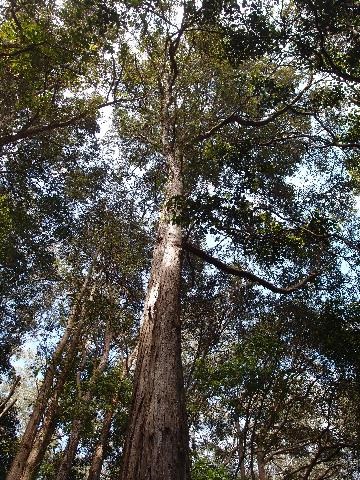 Syncarpia glomulifera 