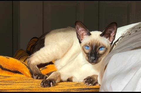 Siamese cat resting on cushion