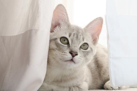 Grey cat peeking through white curtains