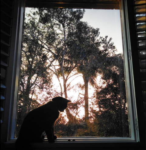 Cat at window in evening with trees in background