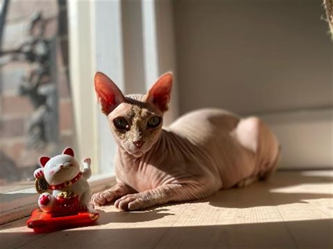Hairless cat sitting at window ledge 