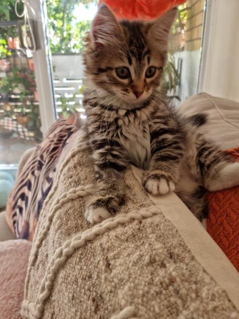 Fluffy kitten sitting on back of lounge