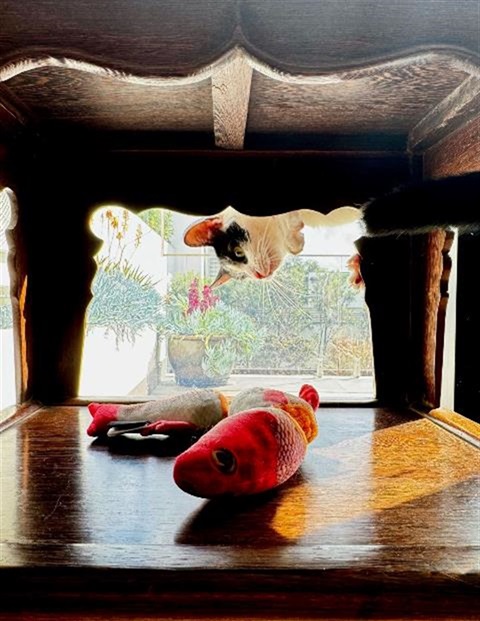 Cat peering down at toys under chair