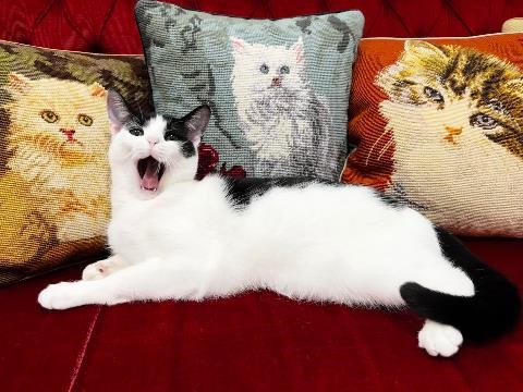 Black and white cat sitting next to cat cushions