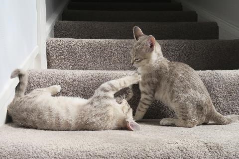 Two grey kittens playing on stairs
