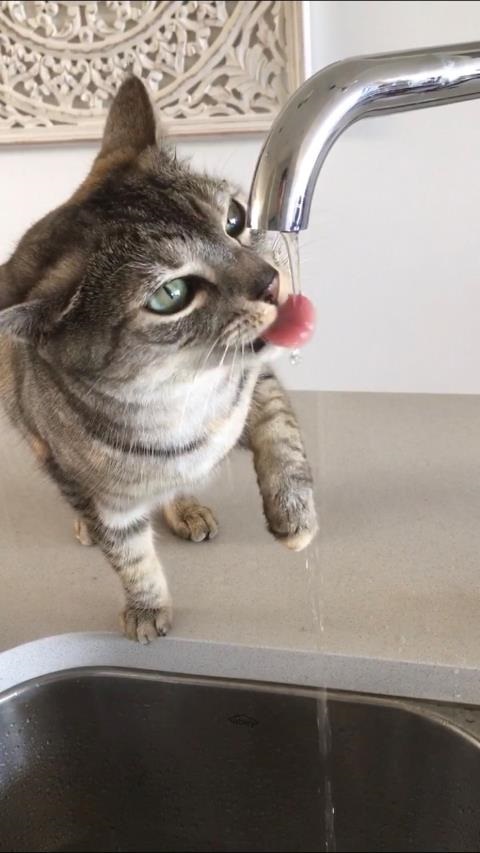 Cat drinking from kitchen tap