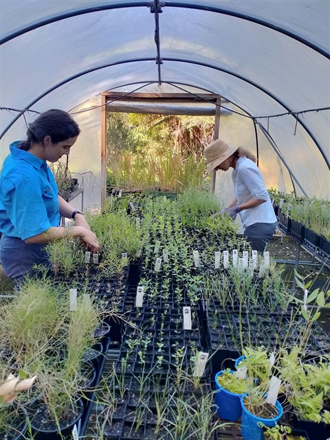 Volunteers working in polyhouse