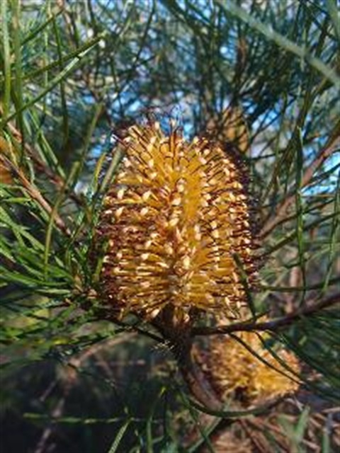 Banksia flower