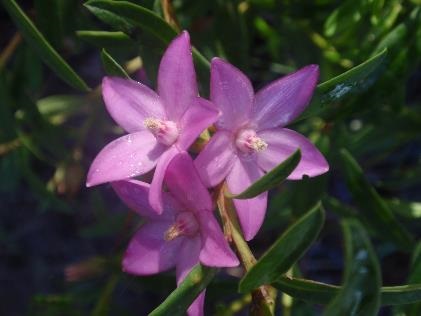 Pink flower