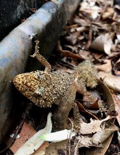 Gecko in leaf litter