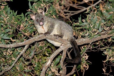 Brushtail-Possum-shutterstock_1109352815.jpg