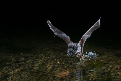 Fishing Bat