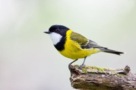 Golden-Whistler-high-res-photo-credit-John-Barka.jpg