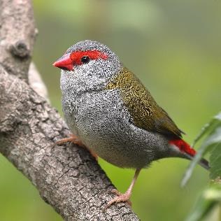 Red-Browed-Finch-Square-High-Res.jpg