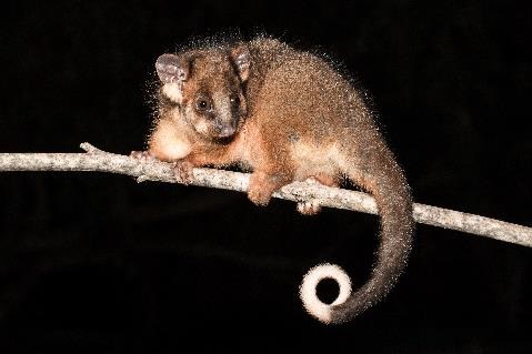 Ringtail-possum-shutterstock_1603240183.jpg