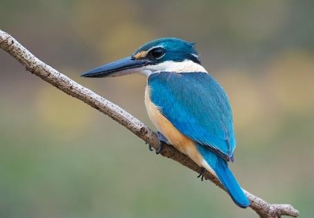 Sacred-Kingfisher-low-res-photo-credit-Brian-OLeary.jpg