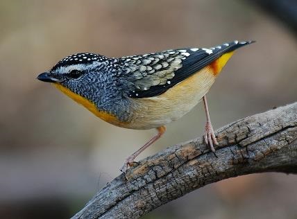 Spotted-Pardalote-low-res-photo-credit-Brian-OLeary.jpg
